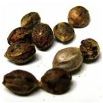 Семена марихуаны АК-47  (Seeds AK-47) в Тбилисской